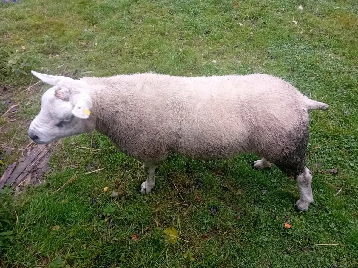 2.5year old texel ram - Image 2