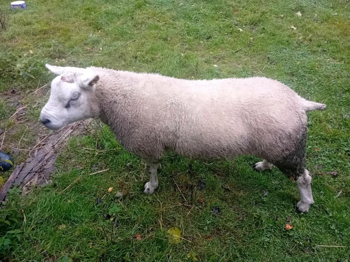 2.5year old texel ram - Image 1