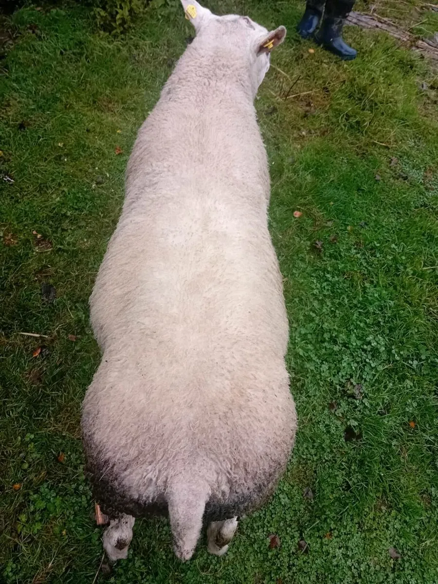 2.5year old texel ram - Image 3