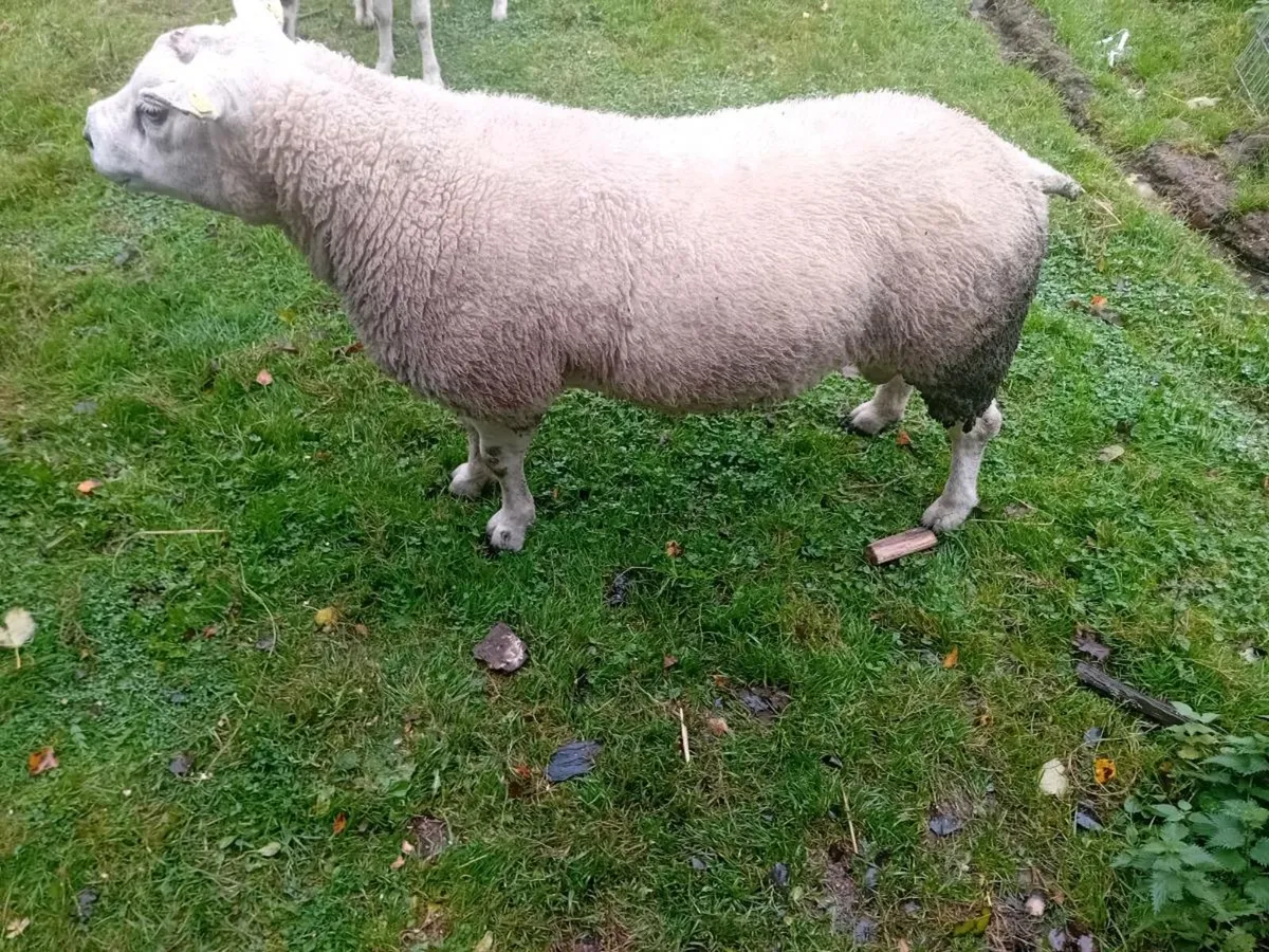 2.5year old texel ram - Image 4