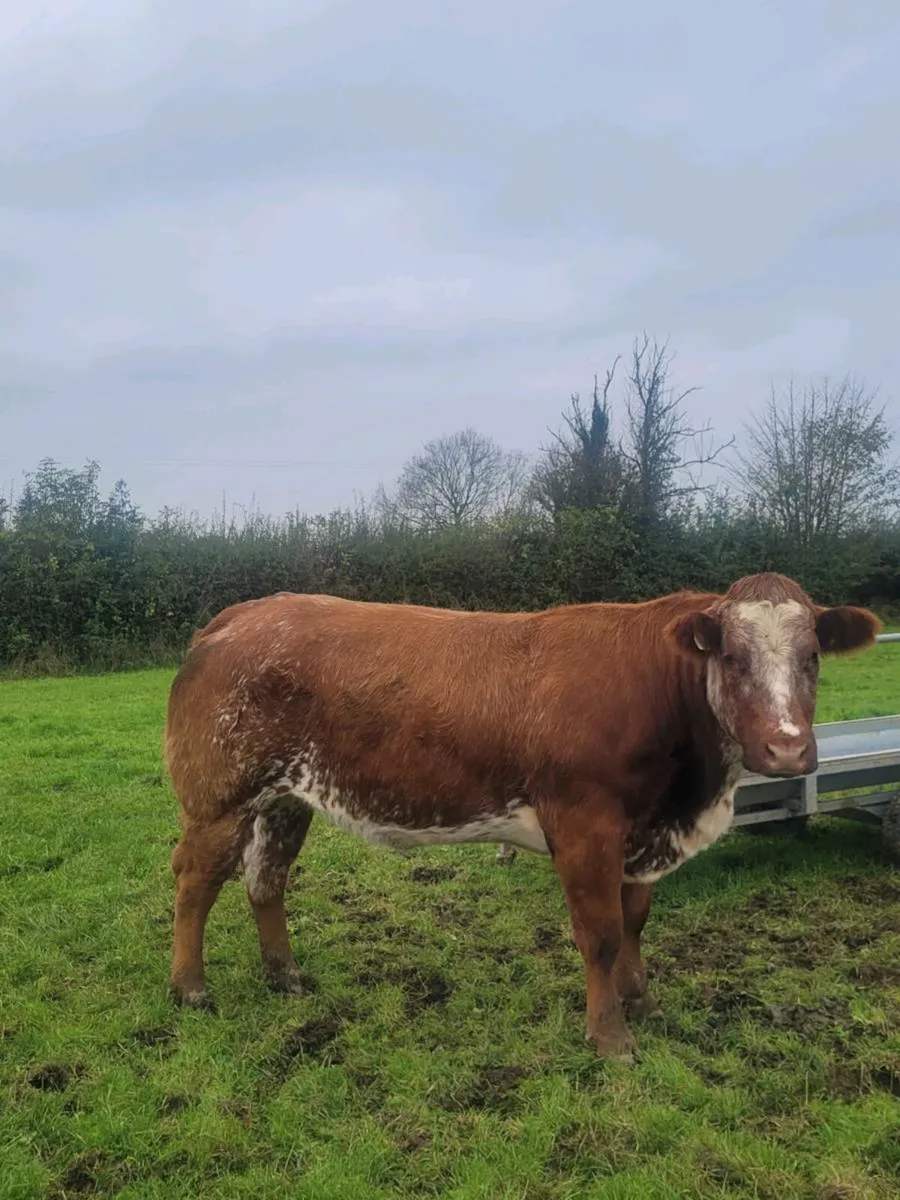 Breeding heifers - Image 1