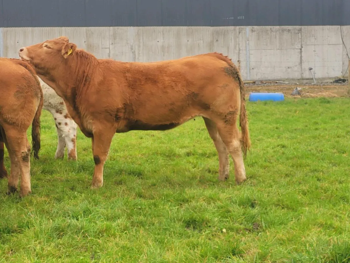 Breeding heifers - Image 2