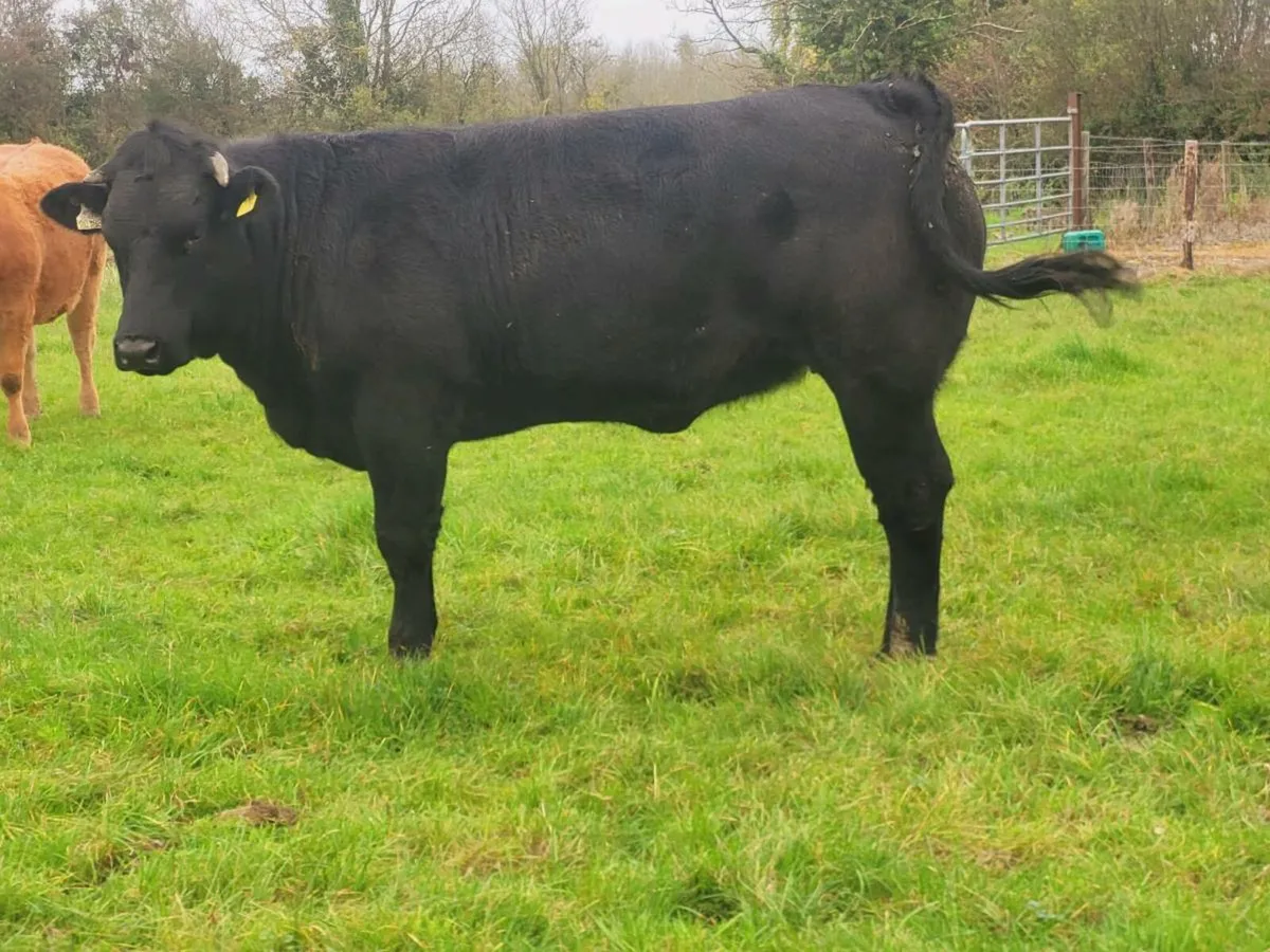 Breeding heifers - Image 3