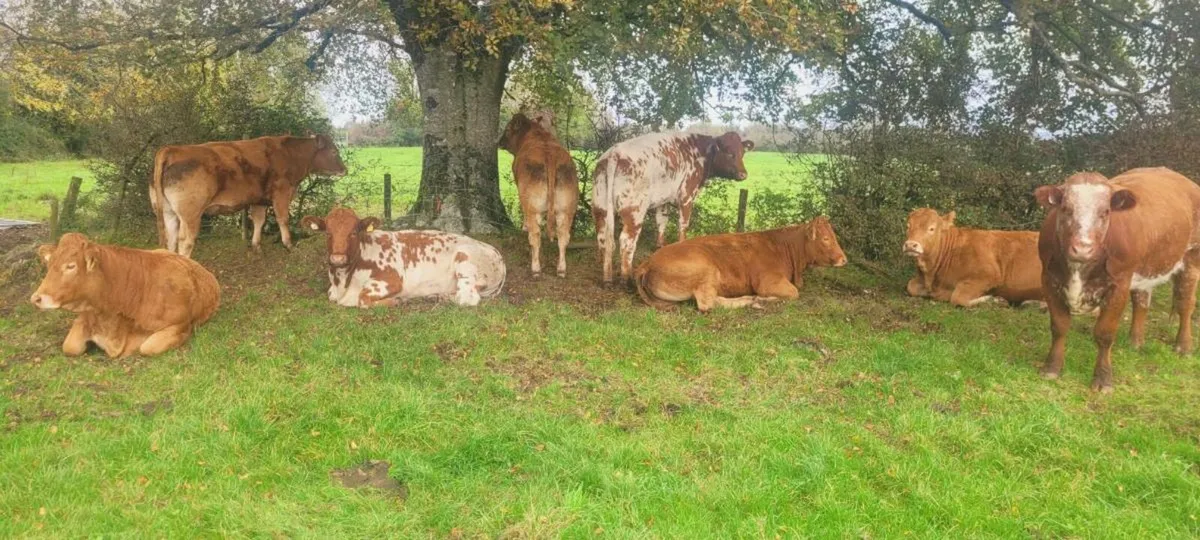 Breeding heifers - Image 4