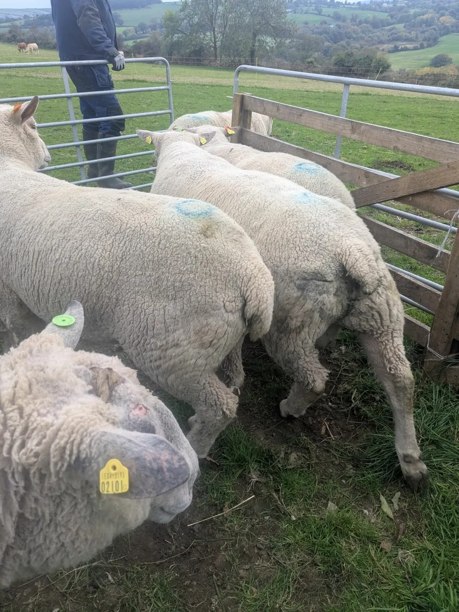 Registered Charollais Rams - Image 2