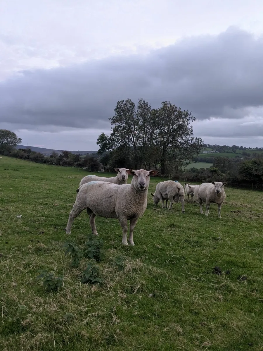 Registered Charollais Rams - Image 1