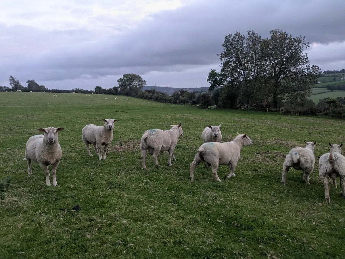 Registered Charollais Rams - Image 3