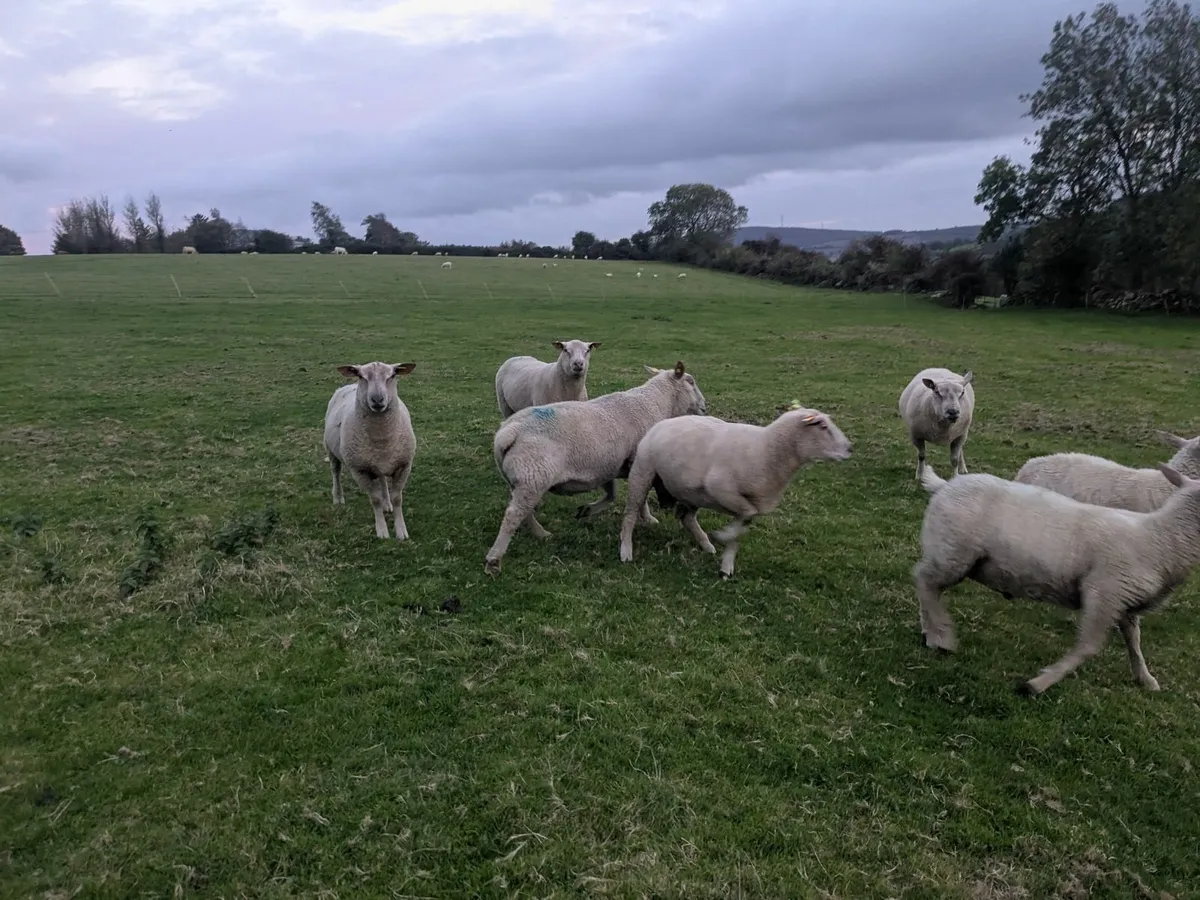 Registered Charollais Rams - Image 4