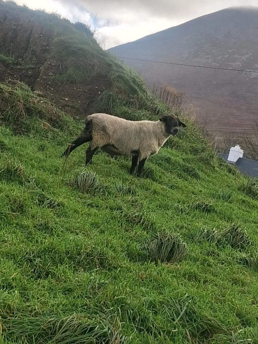 Suffolk ram - Image 1