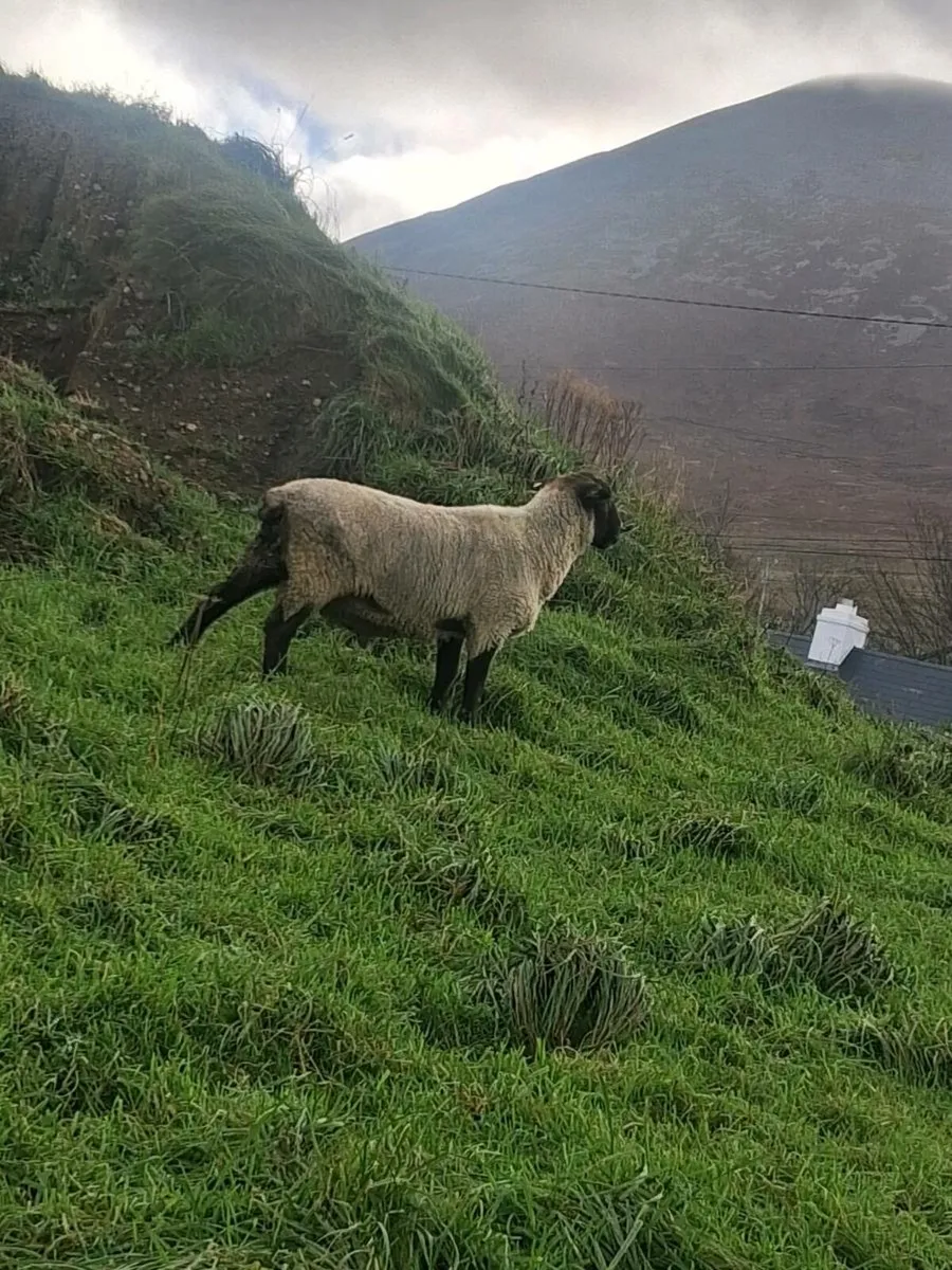 Suffolk ram - Image 2