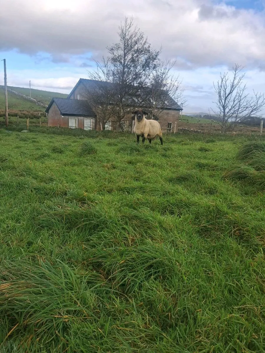 Suffolk ram - Image 3
