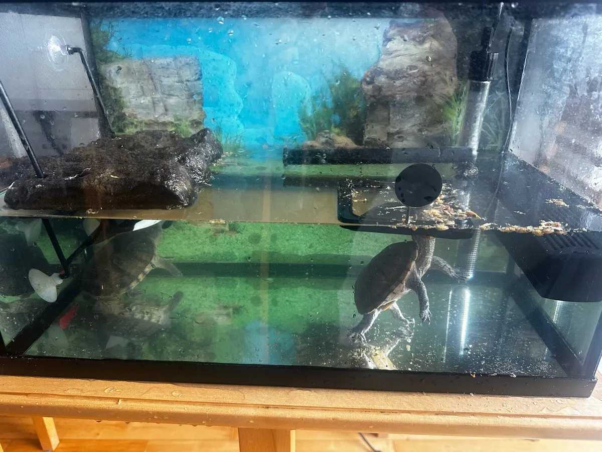 2x Musk Turtles with tank, filter, UV, heater - Image 1