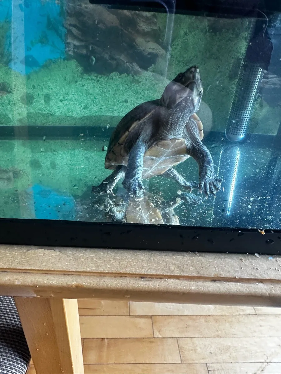 2x Musk Turtles with tank, filter, UV, heater - Image 2