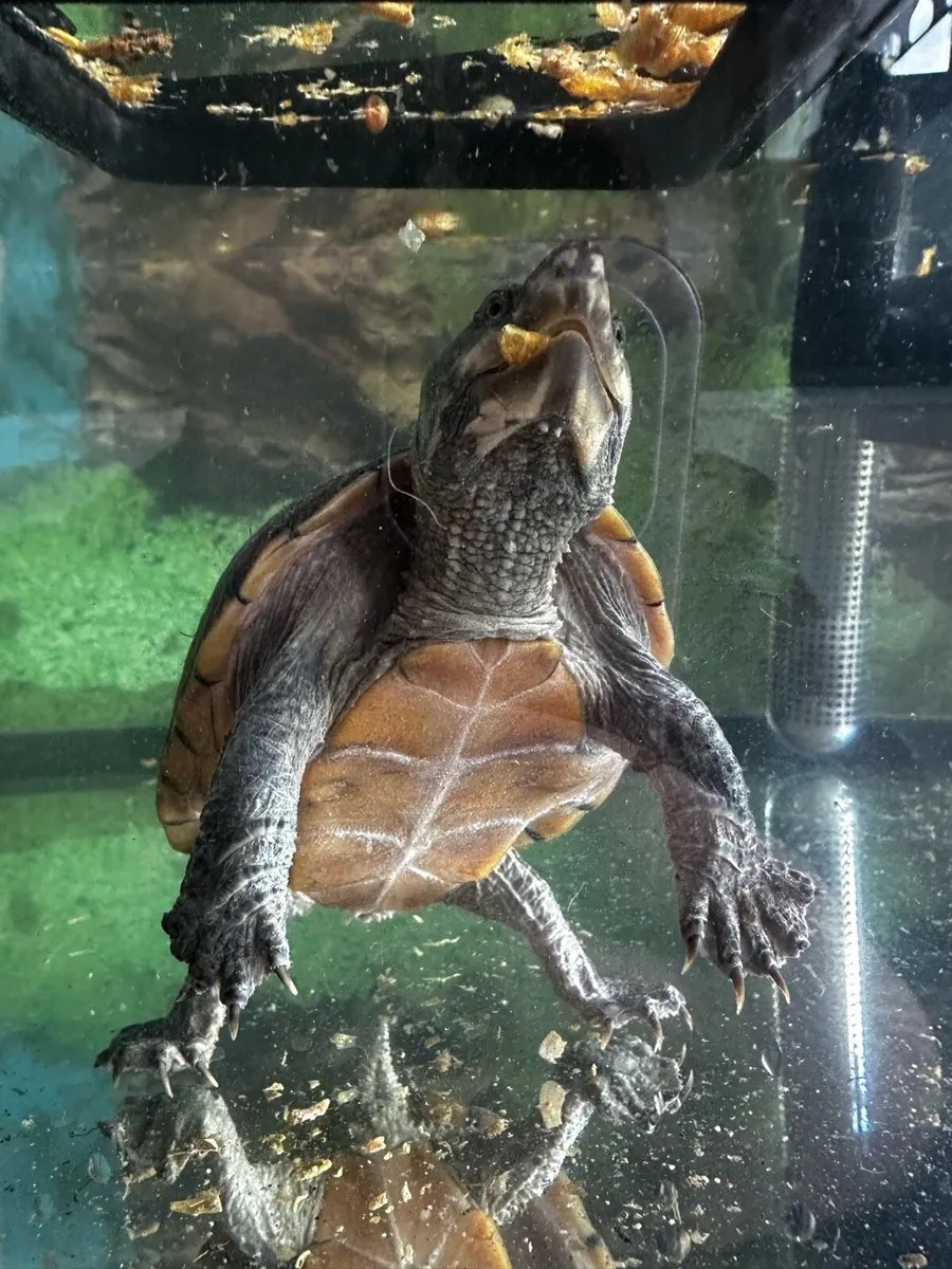 2x Musk Turtles with tank, filter, UV, heater - Image 3