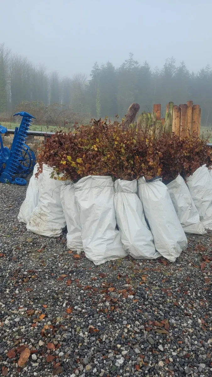 Beech Hedging - Image 1