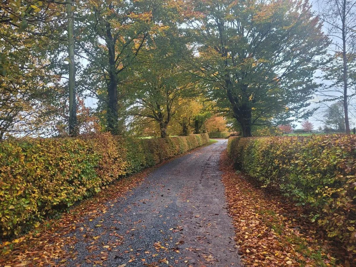 Beech Hedging - Image 3