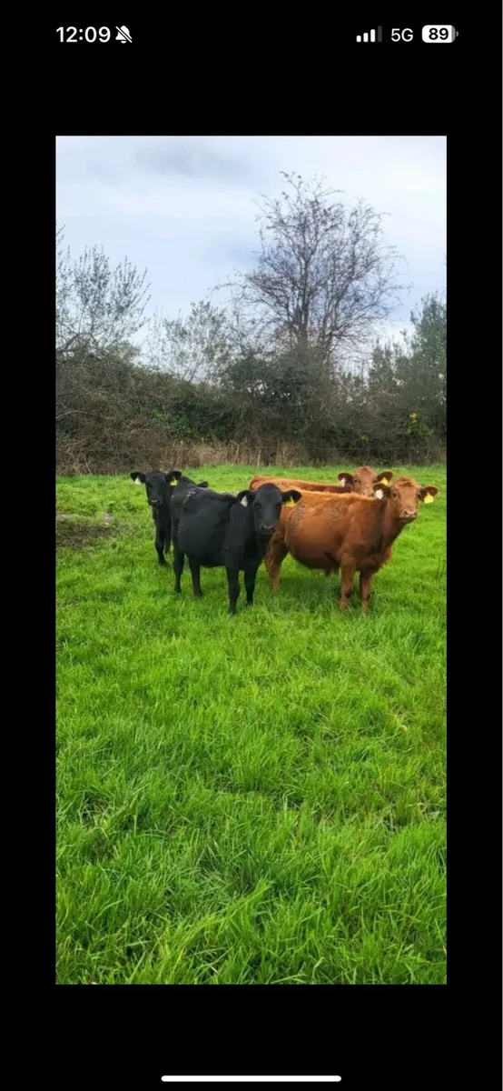 Home bred calves - Image 1
