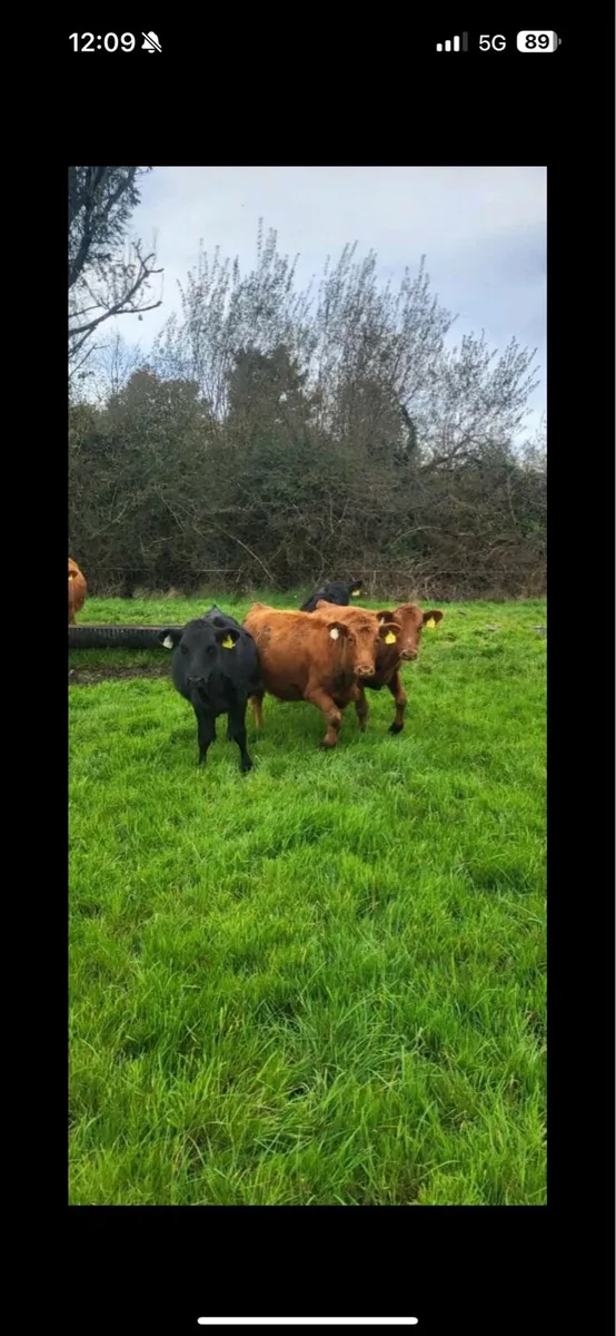 Home bred calves - Image 2
