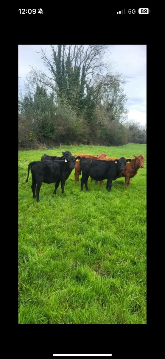 Home bred calves - Image 3
