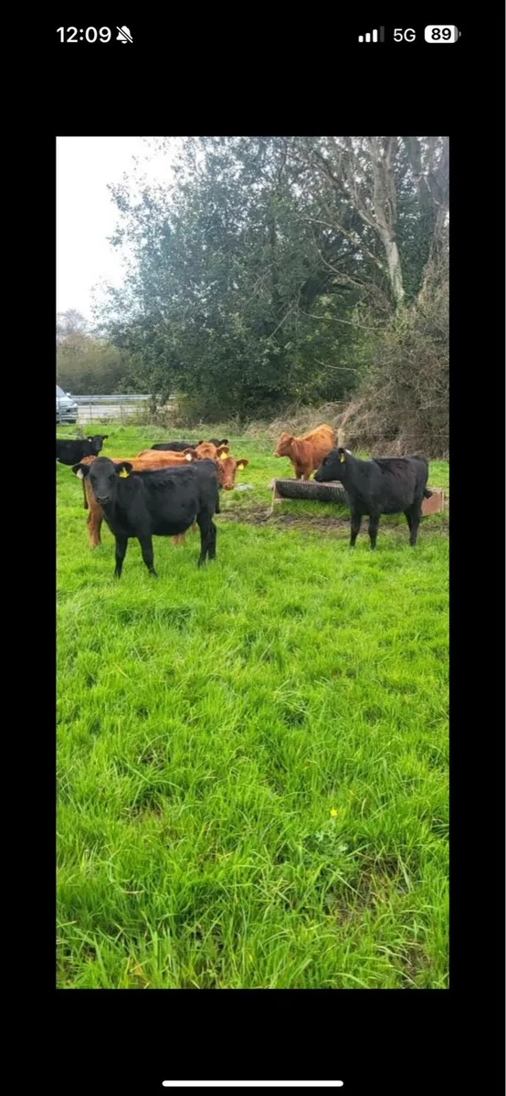 Home bred calves - Image 4