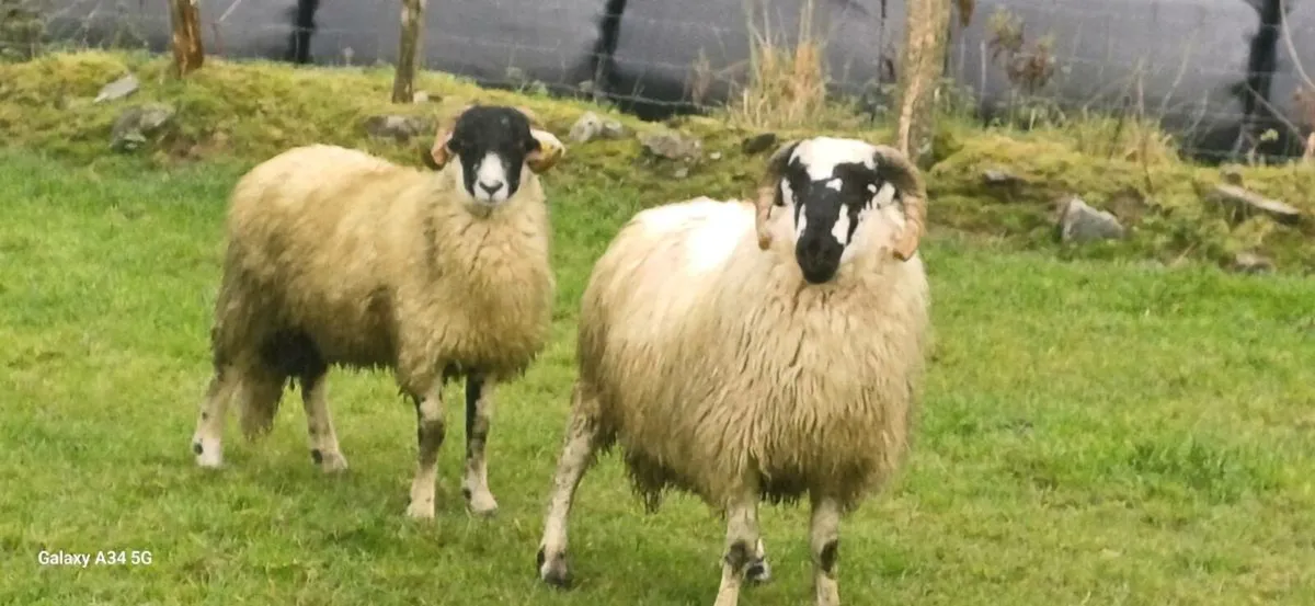 2 SIS Ram Lambs(Hill Flock) - Image 2