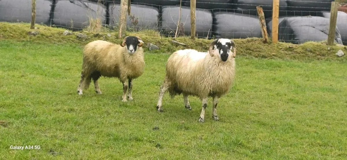 2 SIS Ram Lambs(Hill Flock) - Image 3