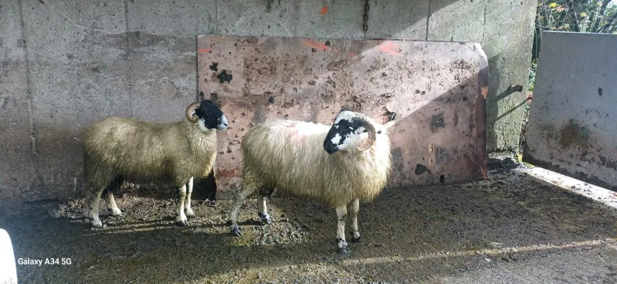 2 SIS Ram Lambs(Hill Flock) - Image 4
