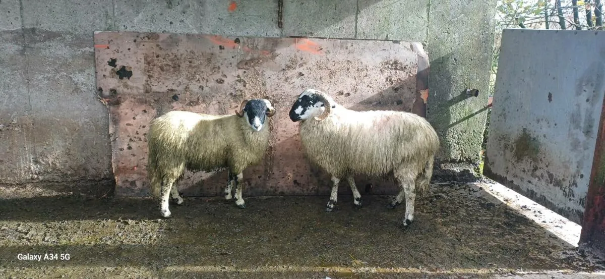 2 SIS Ram Lambs(Hill Flock) - Image 1