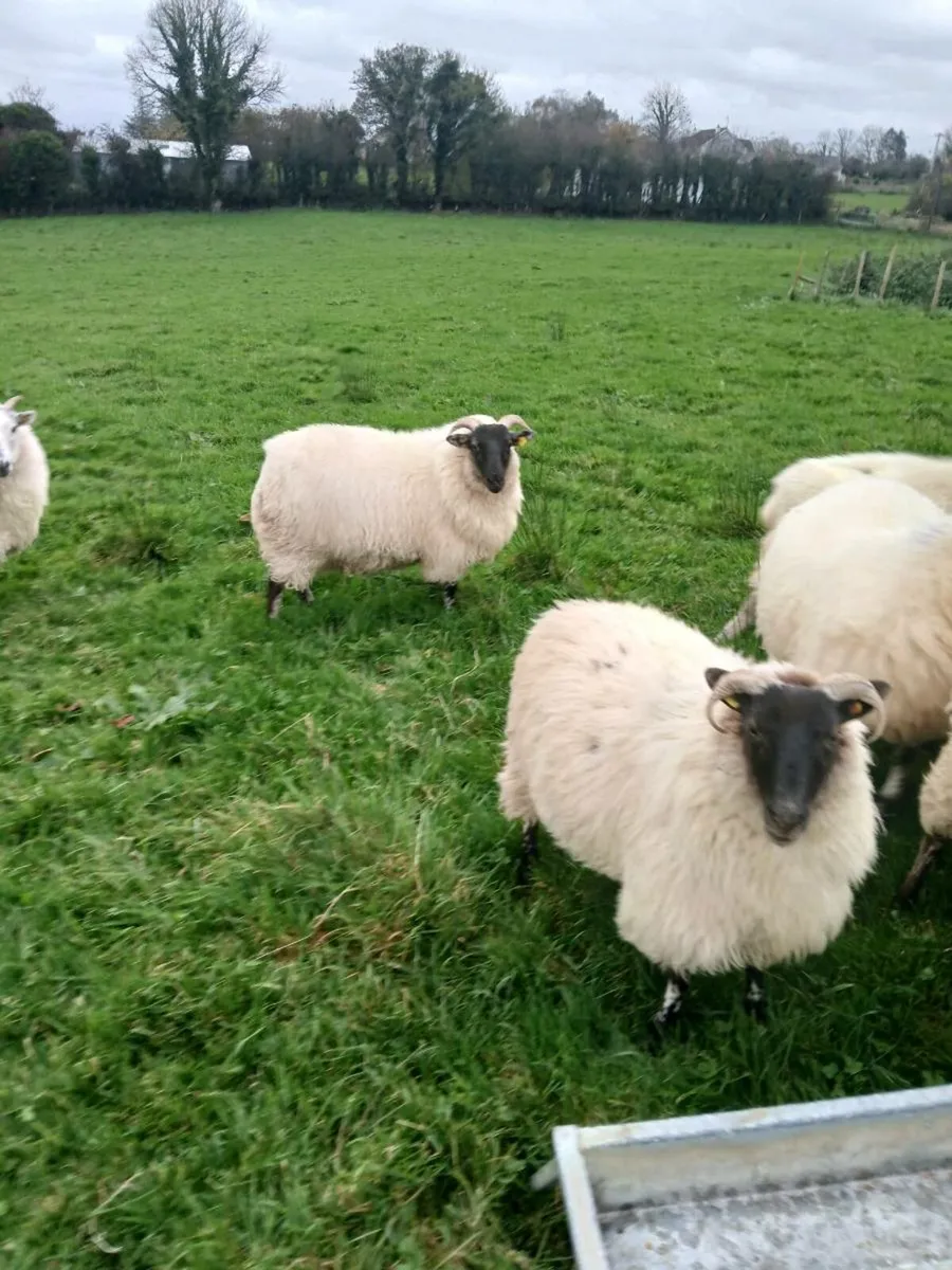 8 horned hoggets - Image 1