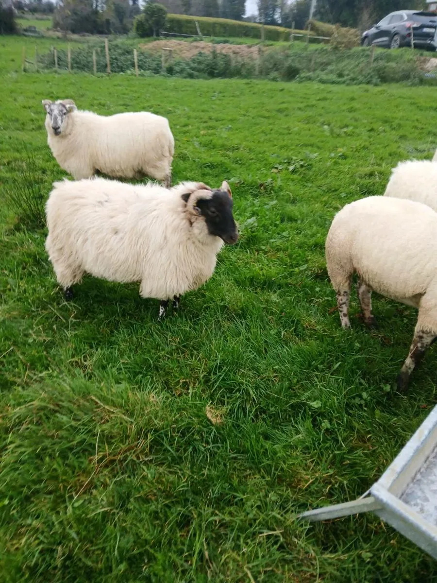 8 horned hoggets - Image 2