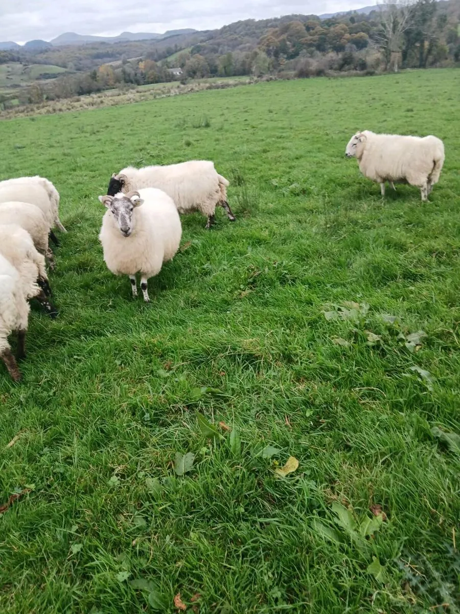 8 horned hoggets - Image 3