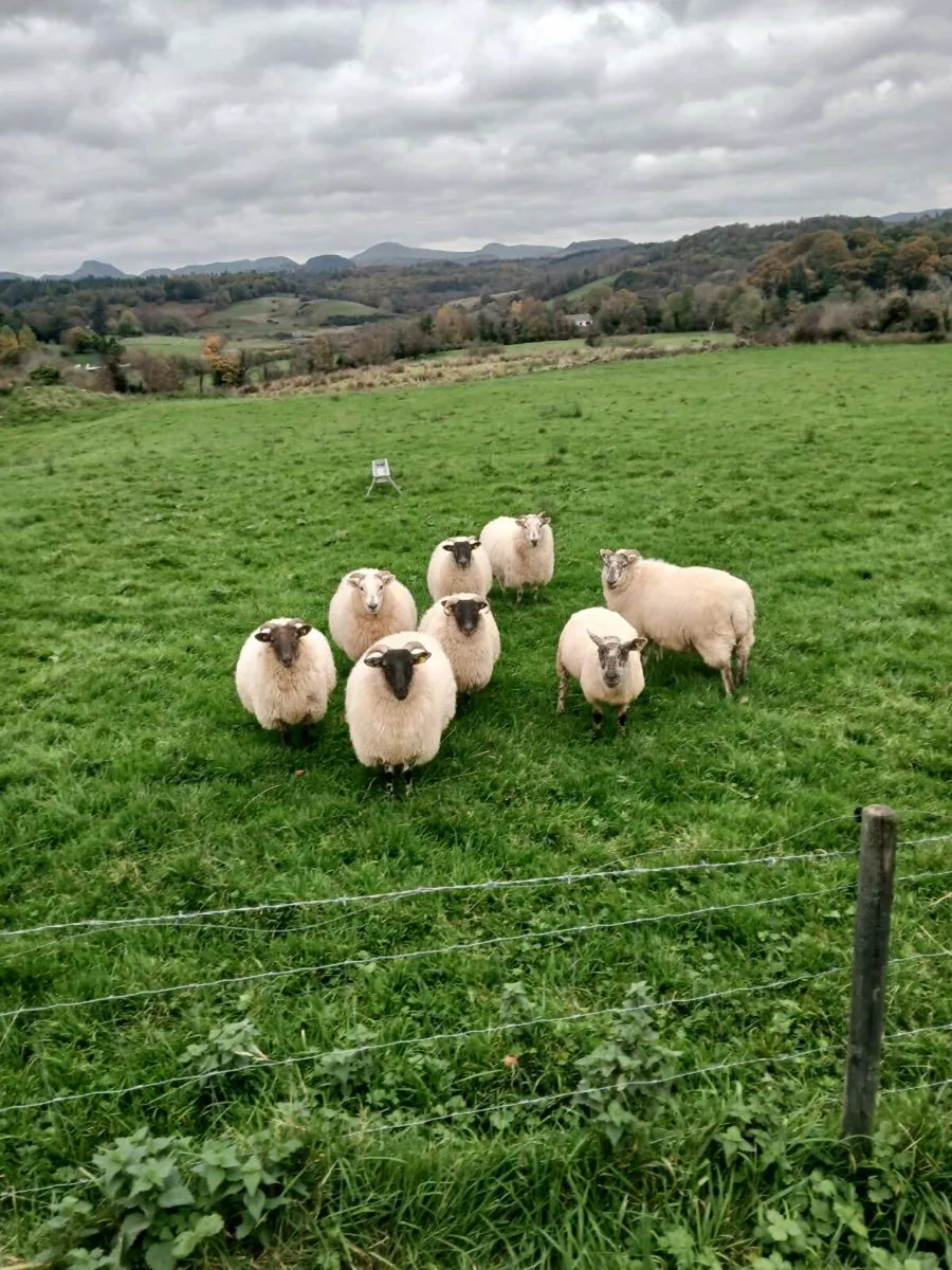 8 horned hoggets - Image 4