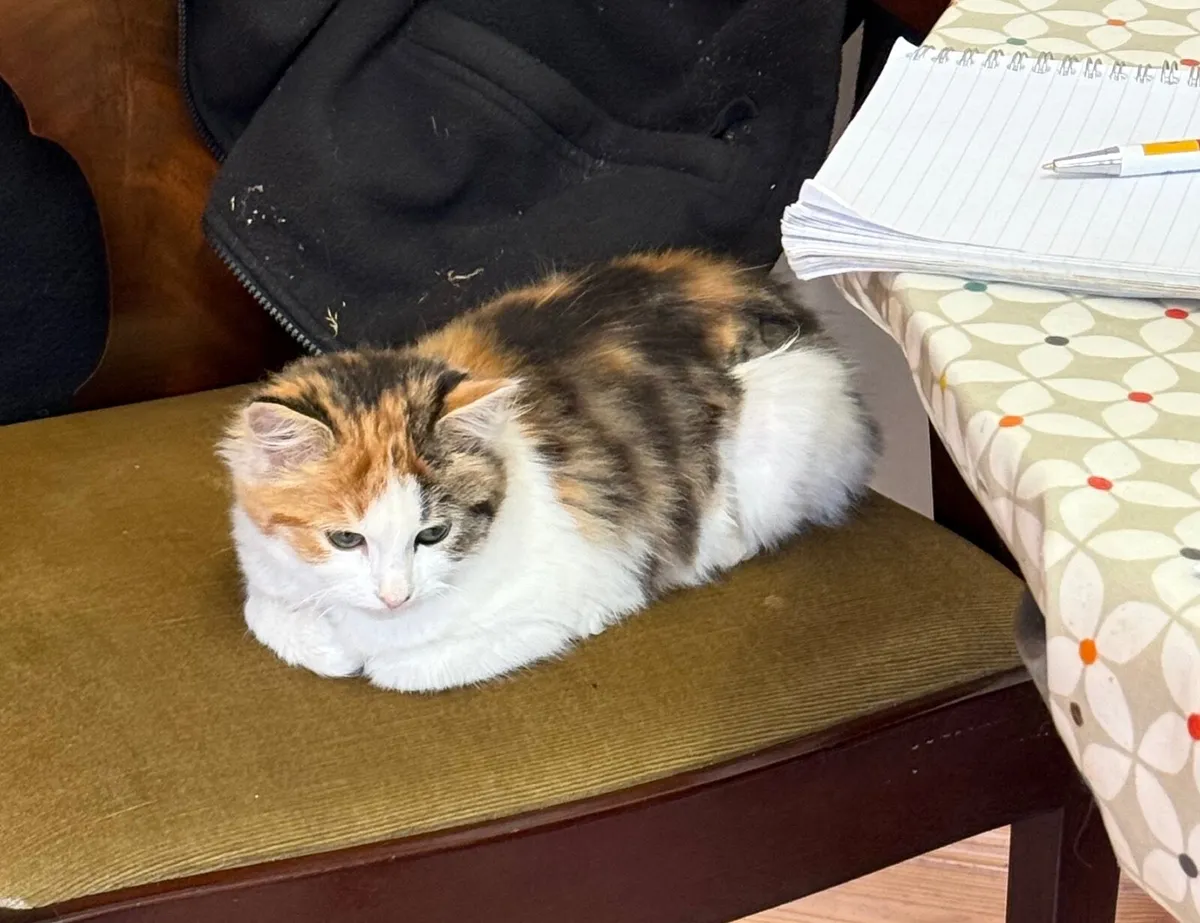 Cat - Image 1