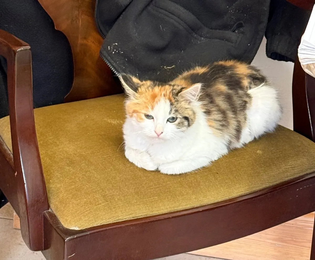 Cat - Image 2