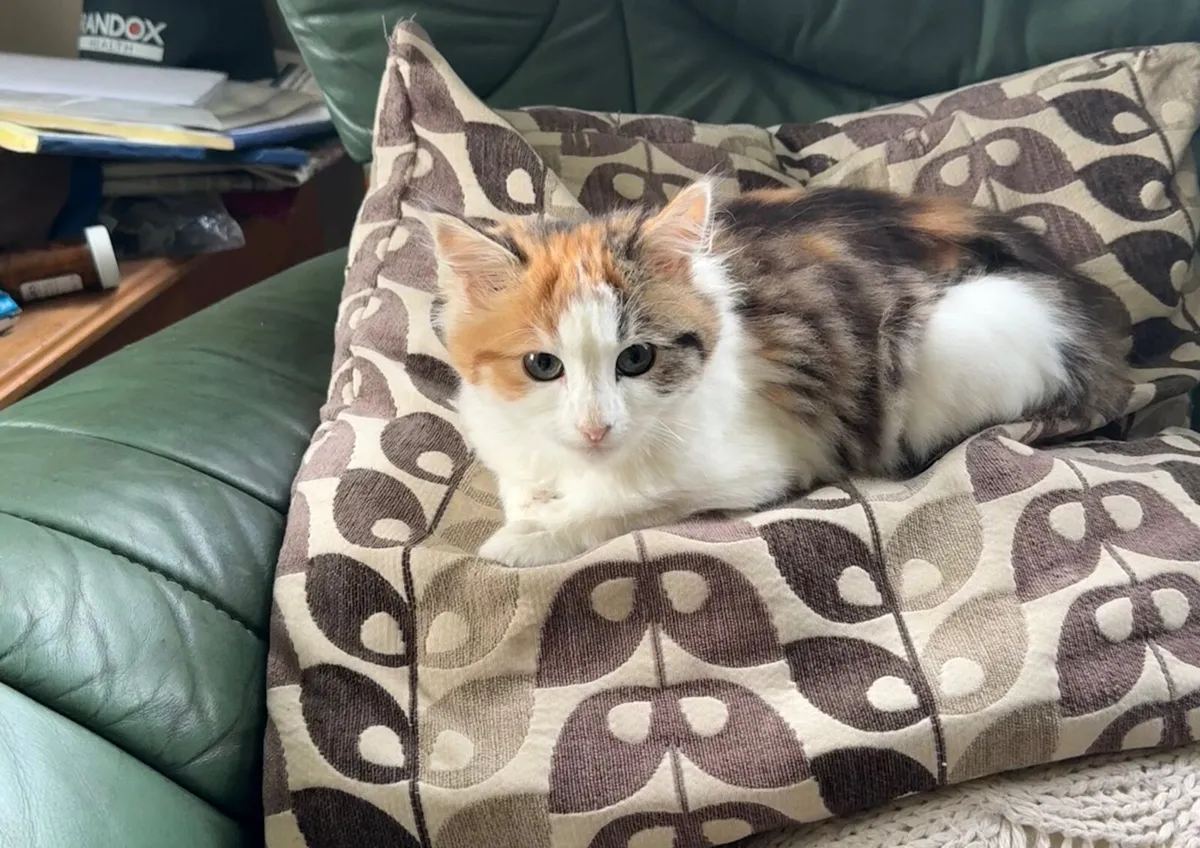 Cat - Image 3