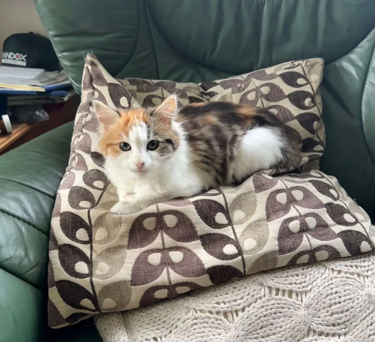 Cat - Image 4