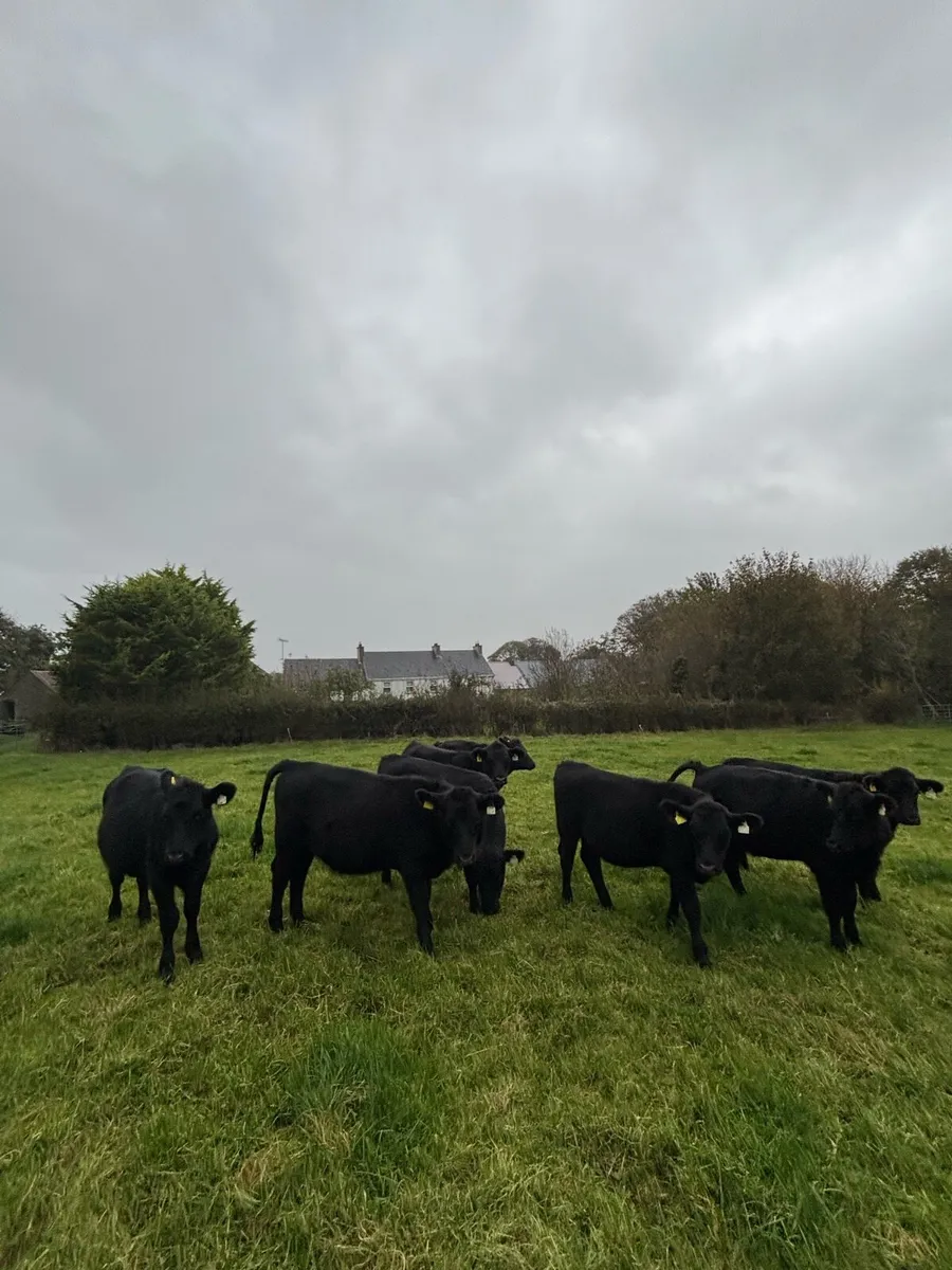 8 Aberdeen Angus heifers - Image 1