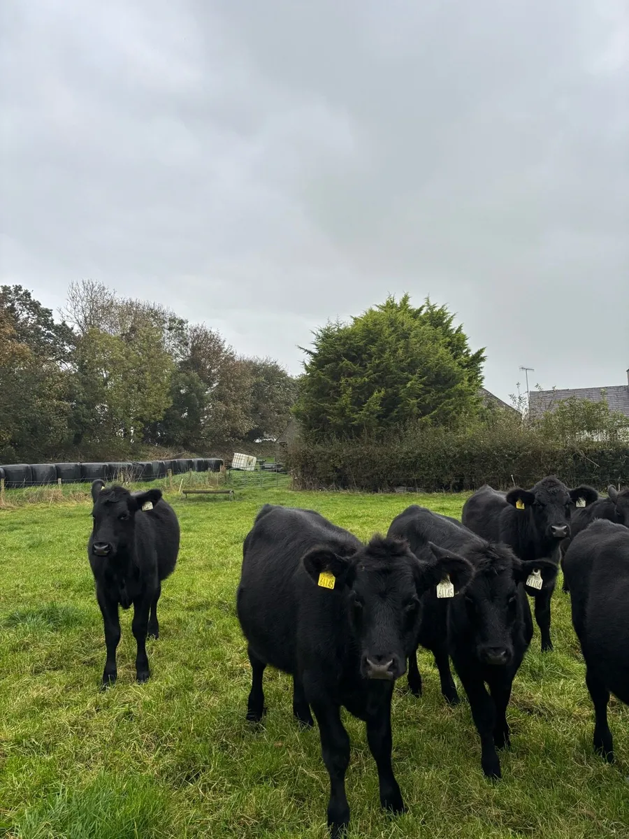 8 Aberdeen Angus heifers - Image 2