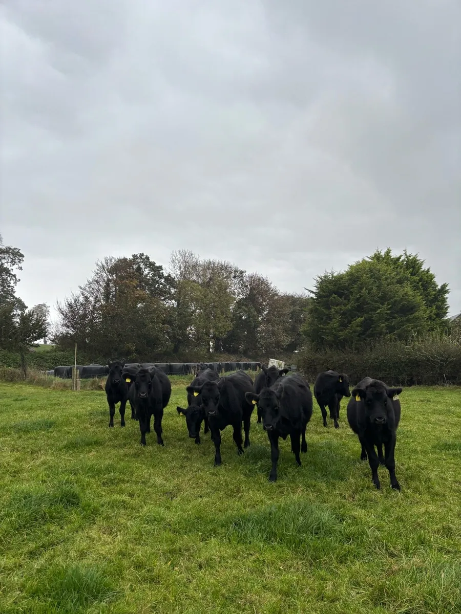 8 Aberdeen Angus heifers - Image 3