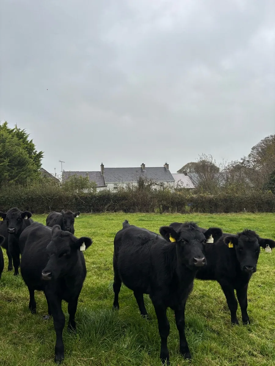 8 Aberdeen Angus heifers - Image 4