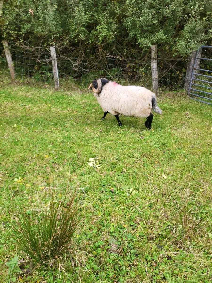 Sheep - Image 1