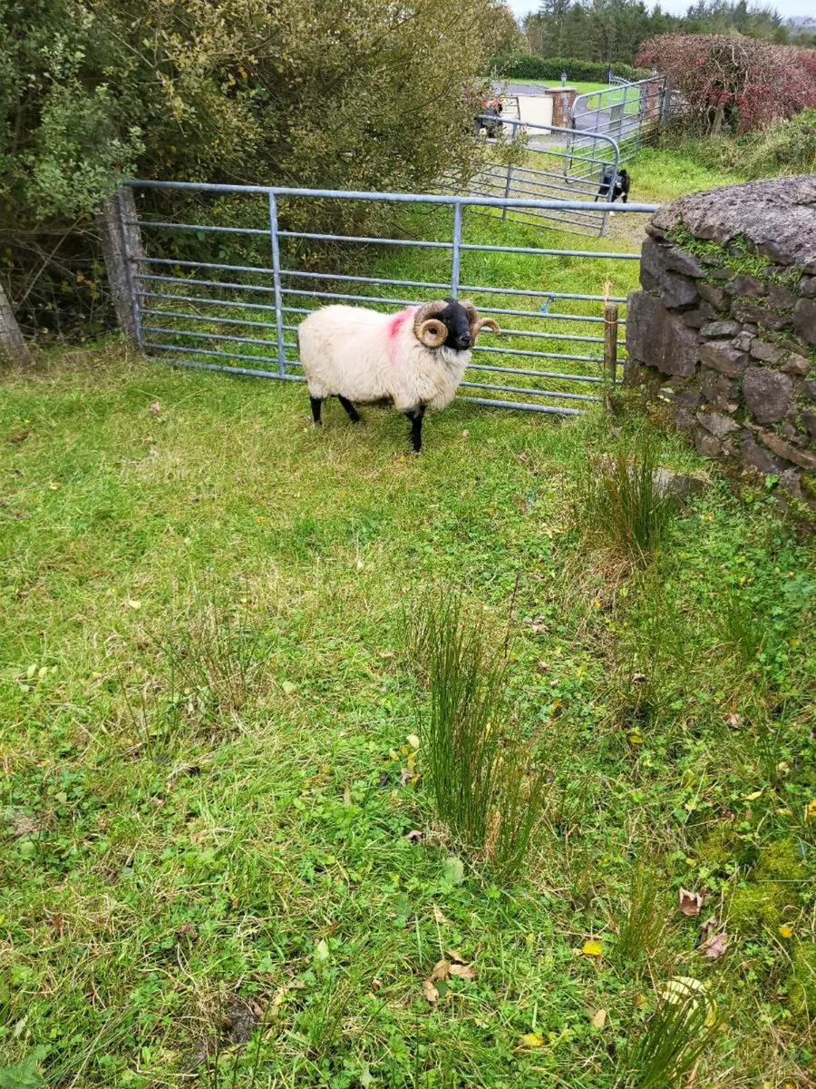 Sheep - Image 2
