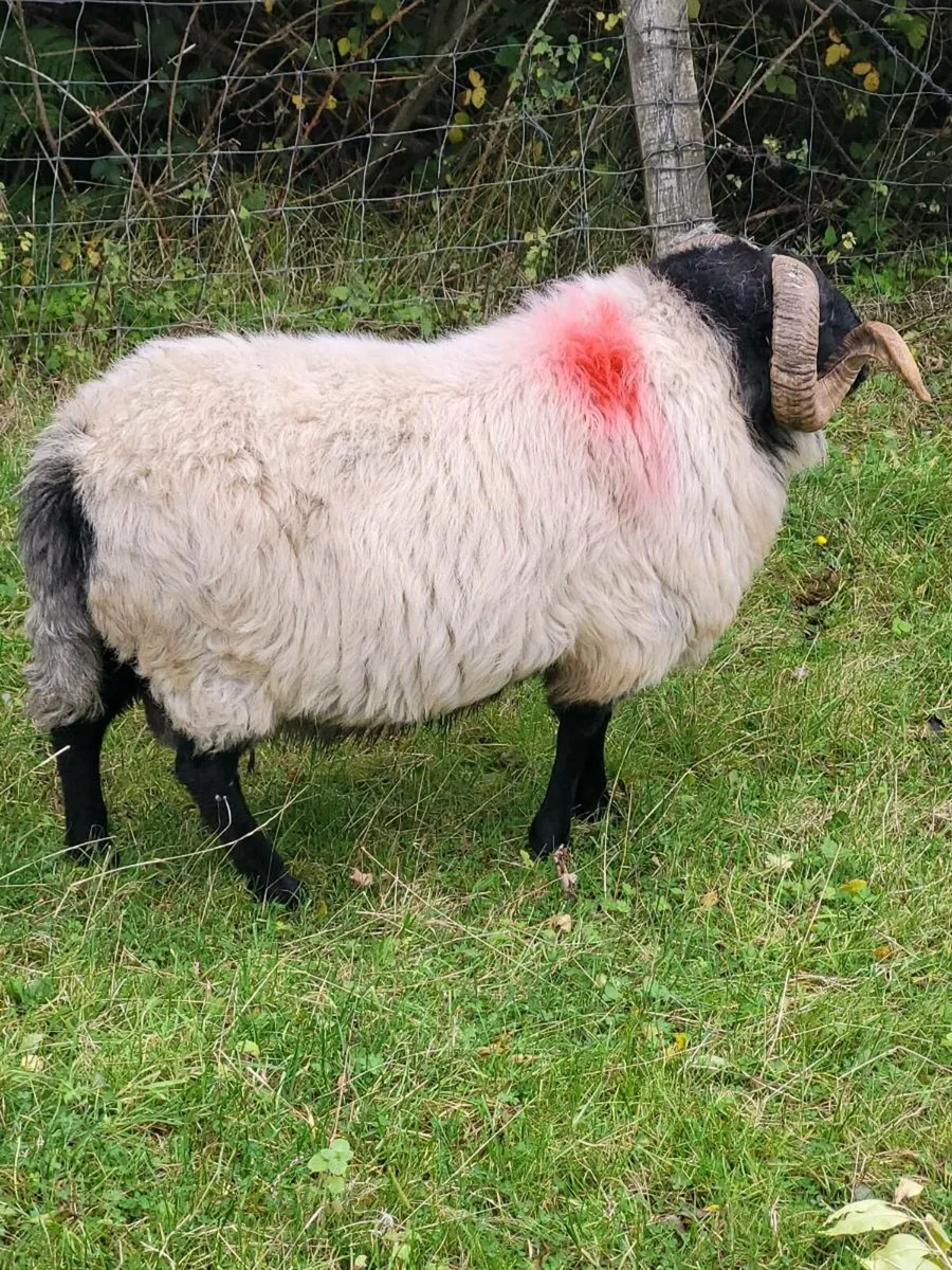 Sheep - Image 3