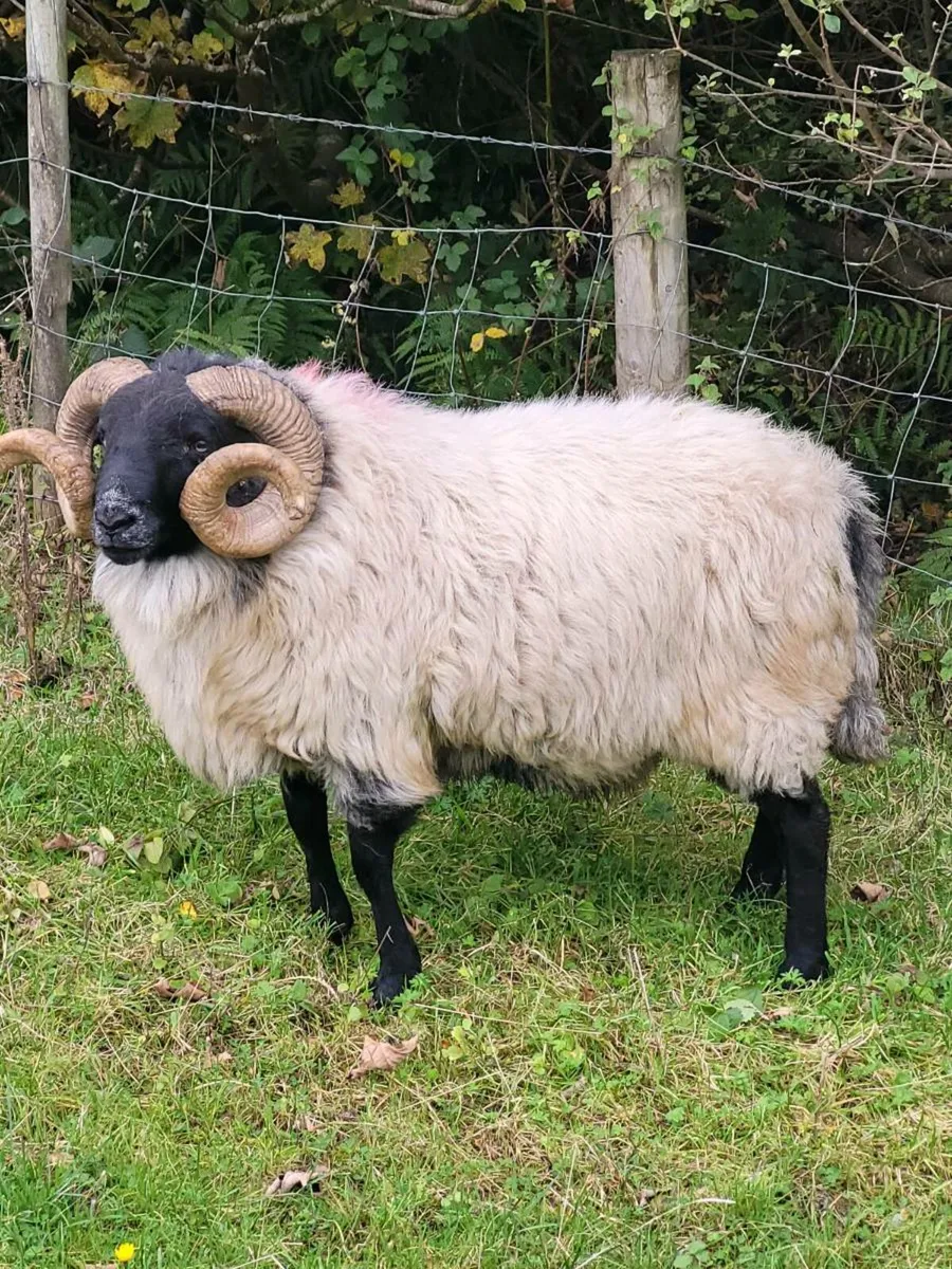 Sheep - Image 4