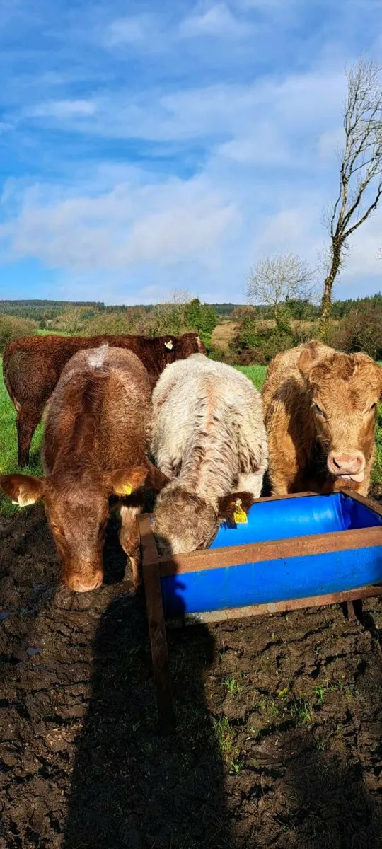 ⭐️⭐️⭐️⭐️⭐️ 5 Star Heifer Weanlings - Image 1