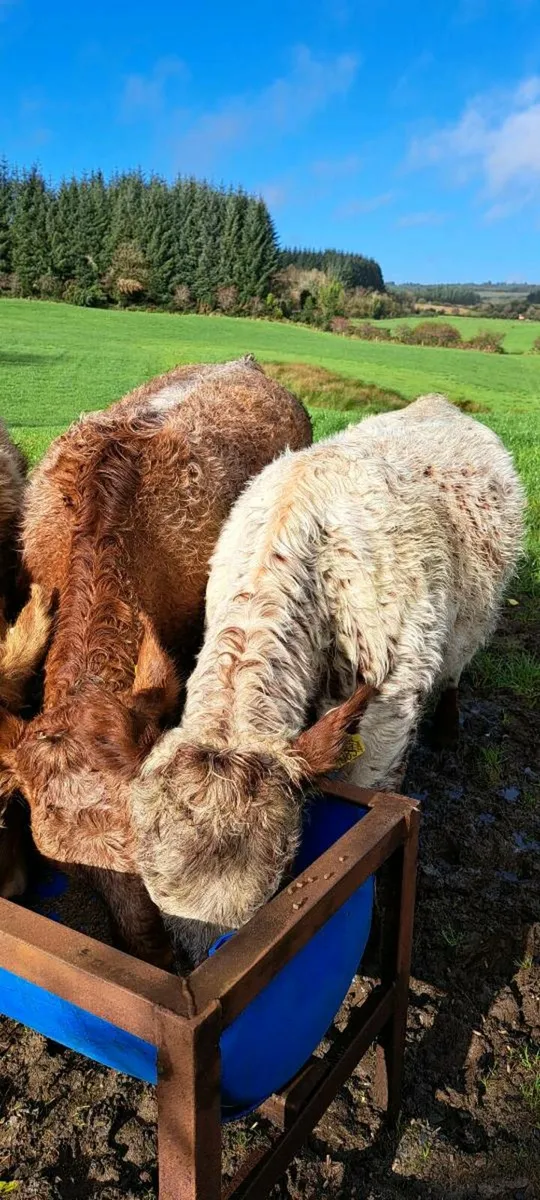 ⭐️⭐️⭐️⭐️⭐️ 5 Star Heifer Weanlings - Image 2