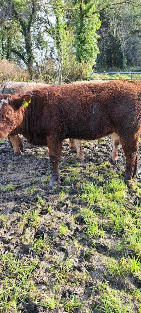 ⭐️⭐️⭐️⭐️⭐️ 5 Star Heifer Weanlings - Image 3