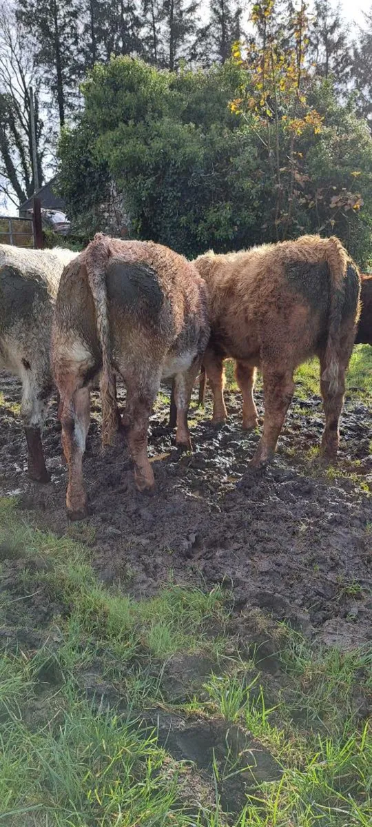 ⭐️⭐️⭐️⭐️⭐️ 5 Star Heifer Weanlings - Image 4