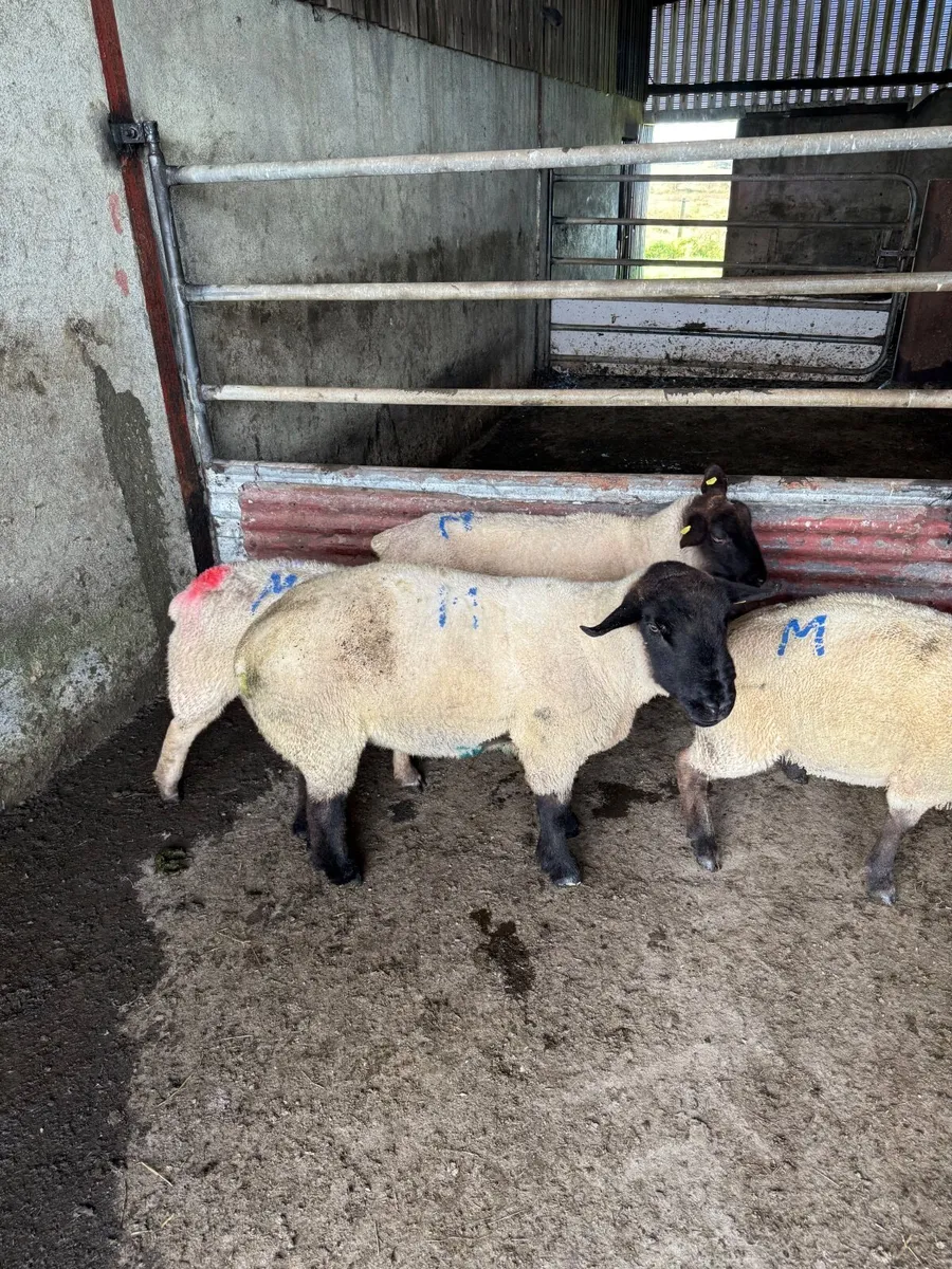 Suffolk Ram - Image 2