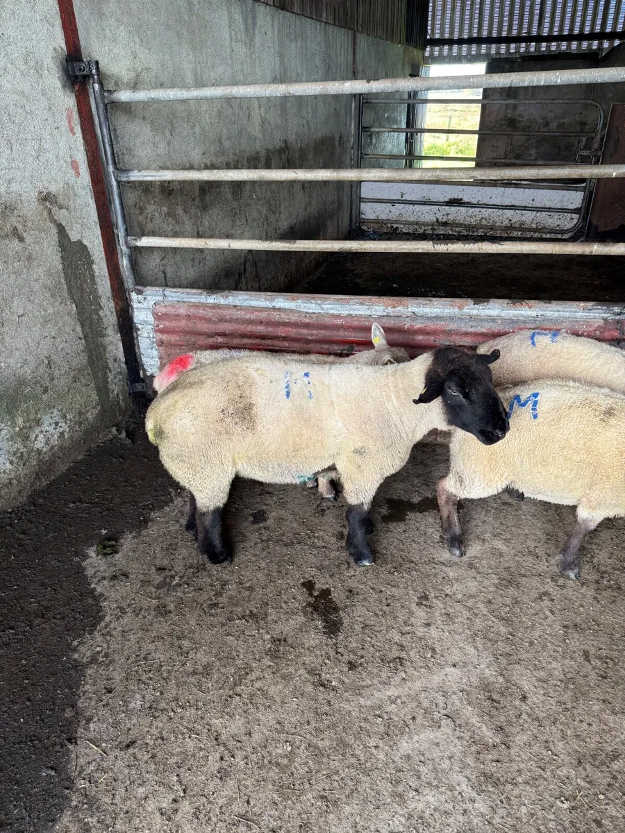 Suffolk Ram - Image 1